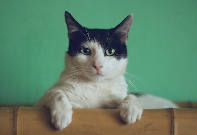 Un chat pour accompagner les petits bonheurs du quotidien